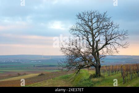 Österreich, Burgenland, Bezirk Oberpullendorf, nahe Neckenmarkt, Weinberge bei Sonnenaufgang im Herbst, Blick über Deutschkreutz, Blaufra Stockfoto