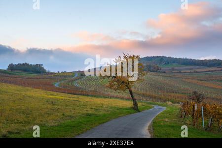 Österreich, Burgenland, Bezirk Oberpullendorf, nahe Neckenmarkt, Weinberge bei Sonnenaufgang im Herbst, Blick über Deutschkreutz, Blaufra Stockfoto