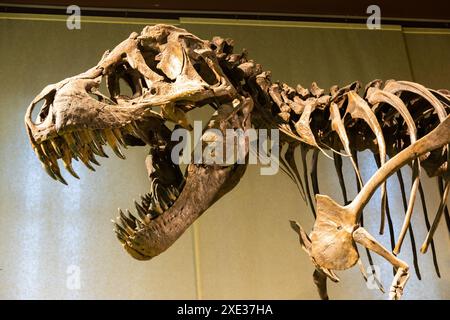 Tyrannosaurus Rex Fossil. Altes T-rex-Skelett im Museum. Stockfoto