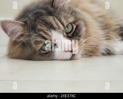 Raguffin-Katze, die auf einem flachen weißen Boden ruht Stockfoto