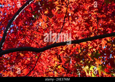 Japanischer japanischer Ahorn im Herbst Stockfoto