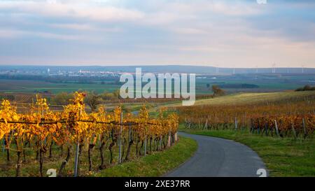 Österreich, Burgenland, Bezirk Oberpullendorf, nahe Neckenmarkt, Weinberge bei Sonnenaufgang im Herbst, Blick über Deutschkreutz, Blaufra Stockfoto