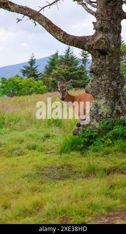 Hirsch auf dem Roan Mountain Stockfoto