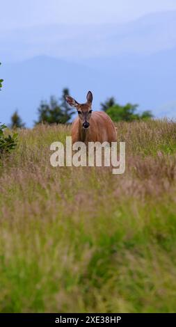 Hirsch auf dem Roan Mountain Stockfoto