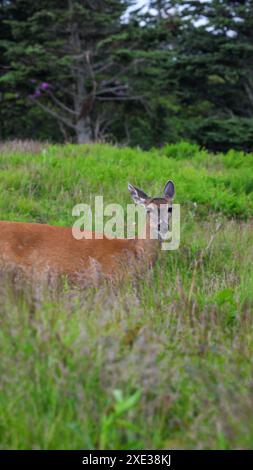 Hirsch auf dem Roan Mountain Stockfoto