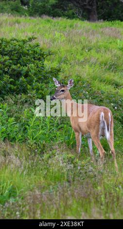 Hirsch auf dem Roan Mountain Stockfoto