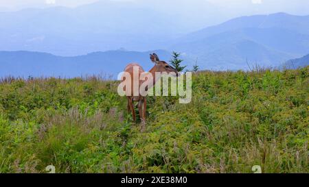 Hirsch auf dem Roan Mountain Stockfoto