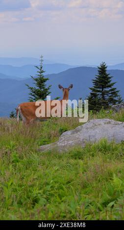 Hirsch auf dem Roan Mountain Stockfoto