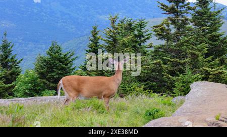 Hirsch auf dem Roan Mountain Stockfoto