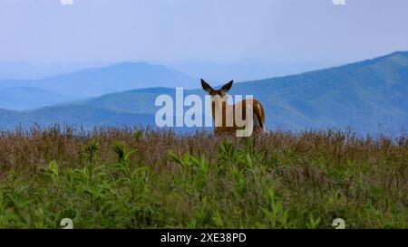 Hirsch auf dem Roan Mountain Stockfoto