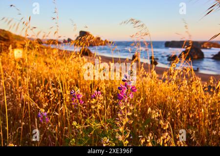 Golden Hour Wildblumen und Strand am Meyers Creek aus der Perspektive der Augenhöhe Stockfoto