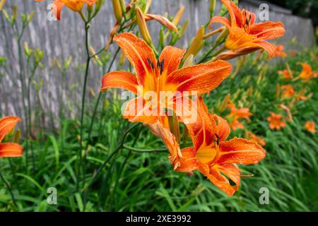 Taglilien nach Regensturm Stockfoto