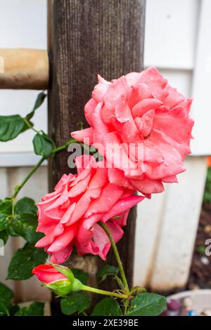 Rosa Rosen nach Regenwetter Stockfoto