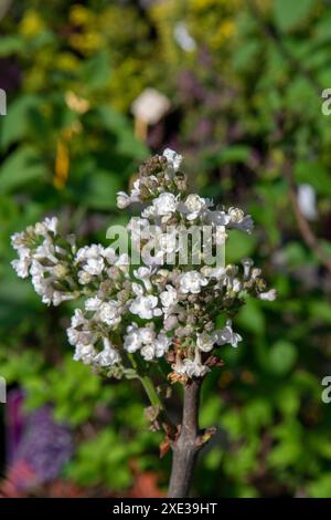 Der gemeine Flieder (Syringa vulgaris, Krasavitsa Moskvy), auch als französischer Flieder oder einfach Flieder bekannt, der in der Garde blüht Stockfoto