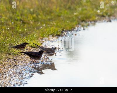 Lied Trush Turdus philomelos auf der Waldpfütze Stockfoto