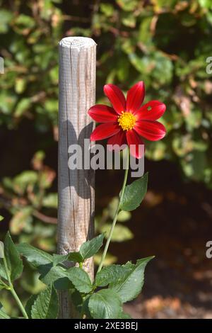 Rote scharlachrote Dahlie Stockfoto