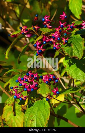 Clerodendrum Stockfoto