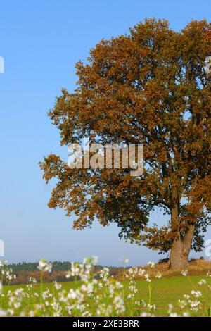 Alte Eiche mit Ölrettich im Herbst Stockfoto