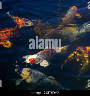 Japanische Koi-Fische im Teich, Koi-Karpfenfische japan. Farbenfroher natürlicher Hintergrund. Direkt darüber, Top-Anzeige Stockfoto