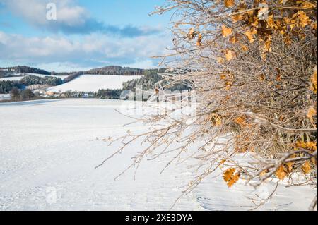 Winterliche stimmungsvolle Landschaft mit frostbedeckten Trockenpflanzen Stockfoto