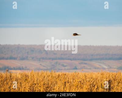 Marsh harrier (Circus aeruginosus) jagen über Schilfbeete Stockfoto