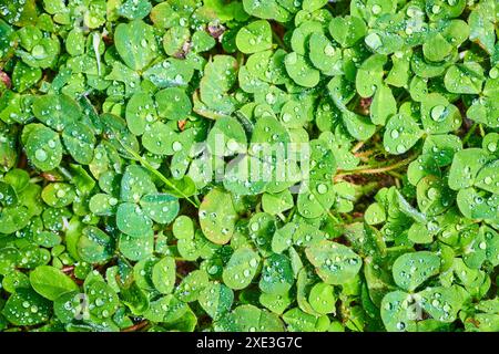 Frische Kleeblätter mit Wassertröpfchen aus der Nähe Stockfoto