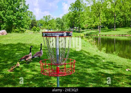 Disc Golf Basket und Canada Gänse by Pond in Park at Eye Level Stockfoto