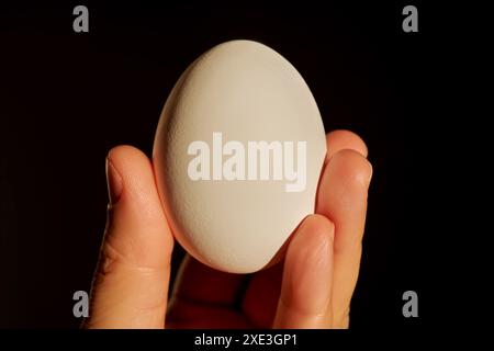 Weißes Hühnerei in der Hand einer Frau. Stockfoto