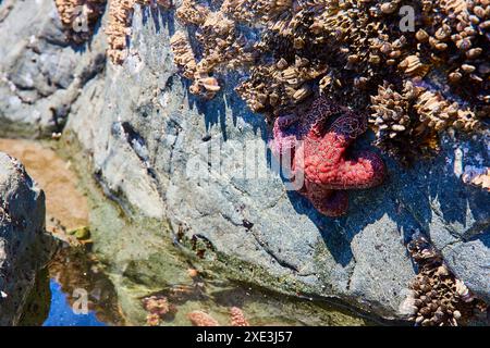 Bunte Seesterne und Barnacles im Gezeitenpool aus nächster Nähe Stockfoto