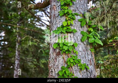 Laubrebe auf Baumrinde aus nächster Nähe im Evergreen Forest Stockfoto