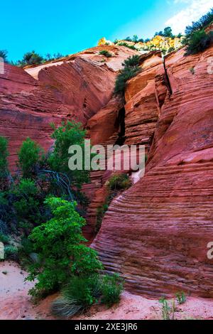 Red Hollow Slot Canyon – hoch aufragende Felsformationen mit leuchtenden Rot-, Orange- und Beigetönen erheben sich inmitten einer verstreuten, üppigen grünen Vegetation. Stockfoto