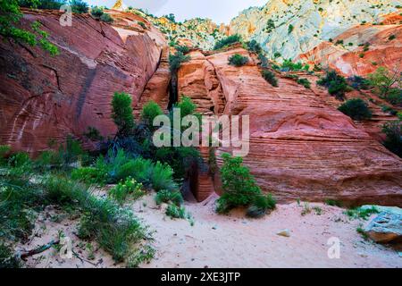 Red Hollow Slot Canyon – hoch aufragende Felsformationen mit leuchtenden Rot-, Orange- und Beigetönen erheben sich inmitten einer verstreuten, üppigen grünen Vegetation. Stockfoto