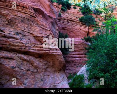 Red Hollow Slot Canyon – hoch aufragende Felsformationen mit leuchtenden Rot-, Orange- und Beigetönen erheben sich inmitten einer verstreuten, üppigen grünen Vegetation. Stockfoto