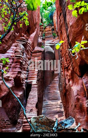 Red Hollow Slot Canyon – hoch aufragende Felsformationen mit leuchtenden Rot-, Orange- und Beigetönen erheben sich inmitten einer verstreuten, üppigen grünen Vegetation. Stockfoto