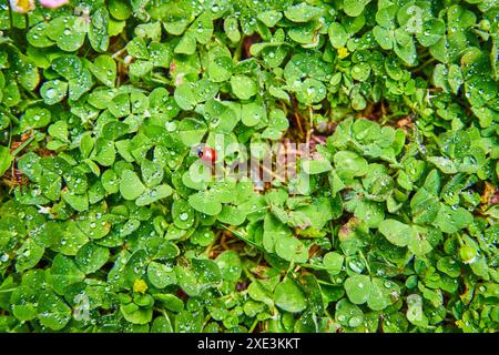 Marienkäfer auf Klee mit Raindrops Nahaufnahme Stockfoto