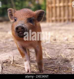 Süßes Schwein. Konzept der biologischen Tiergesundheit, Freundschaft, Naturliebe. Veganer und vegetarischer styl Stockfoto