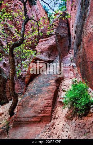 Red Hollow Slot Canyon – hoch aufragende Felsformationen mit leuchtenden Rot-, Orange- und Beigetönen erheben sich inmitten einer verstreuten, üppigen grünen Vegetation. Stockfoto