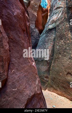 Red Hollow Slot Canyon – hoch aufragende Felsformationen mit leuchtenden Rot-, Orange- und Beigetönen erheben sich inmitten einer verstreuten, üppigen grünen Vegetation. Stockfoto