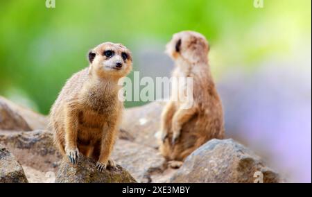 Erdmännchen (Suricata suricatta) Südafrika in der Natur. Aufrechte Haltung, sehr wachsam. Klo Stockfoto