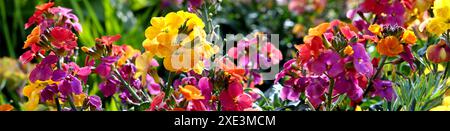 Erysimum aka Wallflower blüht im Freien. Hübsche malvenblütige Blüten der Gattung der Mehrjährigen Wandblumen Stockfoto