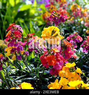 Erysimum aka Wallflower blüht im Freien. Hübsche malvenblütige Blüten der Gattung der Mehrjährigen Wandblumen Stockfoto