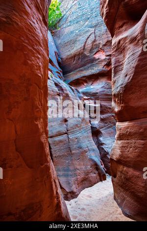 Red Hollow Slot Canyon – hoch aufragende Felsformationen mit leuchtenden Rot-, Orange- und Beigetönen erheben sich inmitten einer verstreuten, üppigen grünen Vegetation. Stockfoto