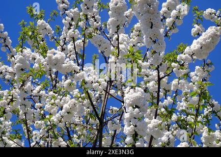 Cherrytree in voller Blüte Stockfoto
