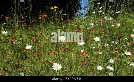 Summer meadow Stockfoto
