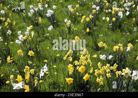 Narzissen in einer Wiese Stockfoto