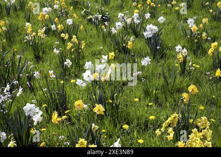Narzissen in einer Wiese Stockfoto