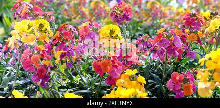 Panoramablick auf Erysimum aka Wallflower Flowers im Freien. Hübsche malvenfarbene Blüten von Staudenwallblumen Stockfoto