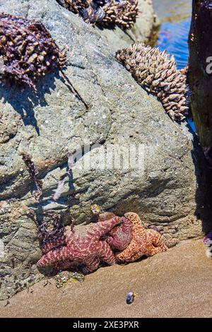 Farbenfrohe Meeressterne und Muscheln am Rocky Shore auf Augenhöhe Stockfoto