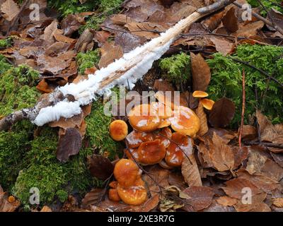 Haareis, Eiswolle und Gymnopilus-Pilze Stockfoto