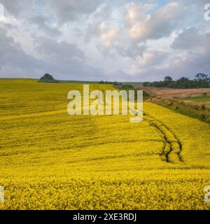 Frühlingsgelb blühende Rapsfelder Stockfoto